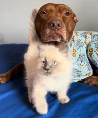 Illustration de l'article : Ce chien a grandi entouré de chats et cela se remarque au premier coup d'oeil (vidéo)