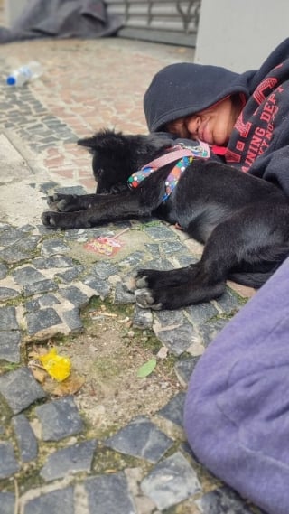 Illustration de l'article : 14 photos montrant le quotidien de chiens des rues et de leurs maîtres sans-abri