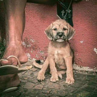 Illustration de l'article : 14 photos montrant le quotidien de chiens des rues et de leurs maîtres sans-abri