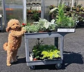 Illustration de l'article : 18 photos de chiens pour vous faire commencer la journée du bon pied