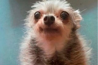 Illustration de l'article : 18 photos de chiens pour vous faire commencer la journée du bon pied