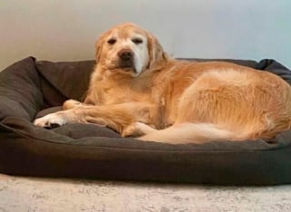 Illustration de l'article : 18 photos de chiens pour vous faire commencer la journée du bon pied