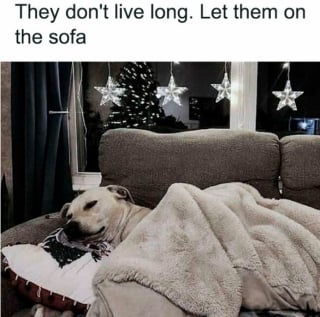 Illustration de l'article : 18 photos de chiens pour vous faire commencer la journée du bon pied
