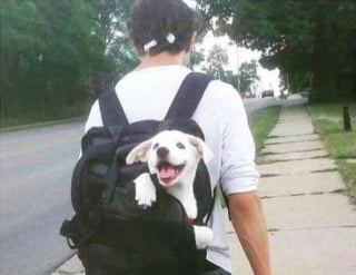 Illustration de l'article : 18 photos de chiens pour vous faire commencer la journée du bon pied