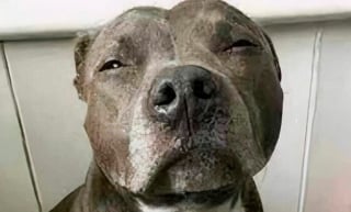 Illustration de l'article : 18 photos de chiens pour vous faire commencer la journée du bon pied
