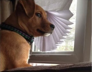 Illustration de l'article : 18 photos de chiens pour vous faire commencer la journée du bon pied