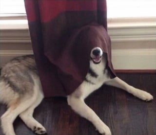 Illustration de l'article : 18 photos de chiens pour vous faire commencer la journée du bon pied