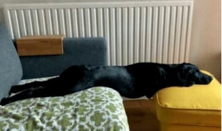 Illustration de l'article : 18 photos de chiens pour vous faire commencer la journée du bon pied