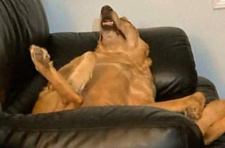 Illustration de l'article : 18 photos de chiens pour vous faire commencer la journée du bon pied