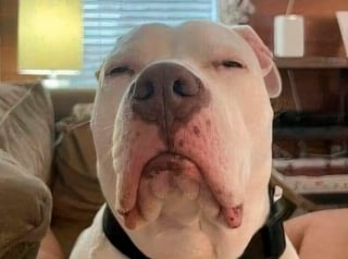 Illustration de l'article : 18 photos de chiens pour vous faire commencer la journée du bon pied
