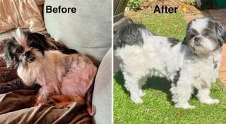 Illustration de l'article : 20 photos de chats et de chiens venant tout juste de connaître le bonheur d’avoir un foyer