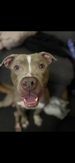 Illustration de l'article : 20 photos de chats et de chiens venant tout juste de connaître le bonheur d’avoir un foyer