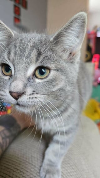 Illustration de l'article : 20 photos de chats et de chiens venant tout juste de connaître le bonheur d’avoir un foyer
