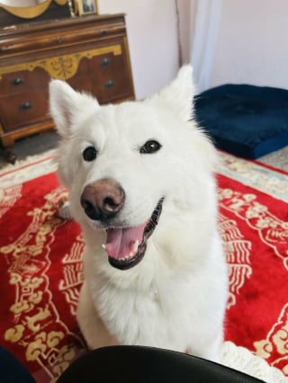 Illustration de l'article : 20 photos de chats et de chiens venant tout juste de connaître le bonheur d’avoir un foyer