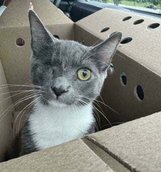 Illustration de l'article : 20 photos de chats et de chiens venant tout juste de connaître le bonheur d’avoir un foyer