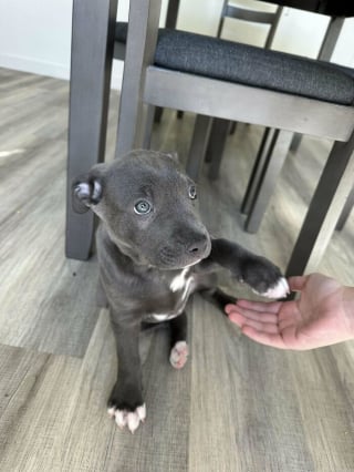 Illustration de l'article : 20 photos de chats et de chiens venant tout juste de connaître le bonheur d’avoir un foyer