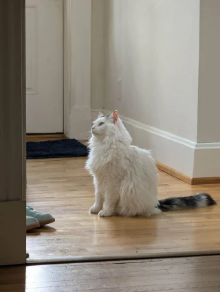 Illustration de l'article : 20 photos de chats et de chiens venant tout juste de connaître le bonheur d’avoir un foyer