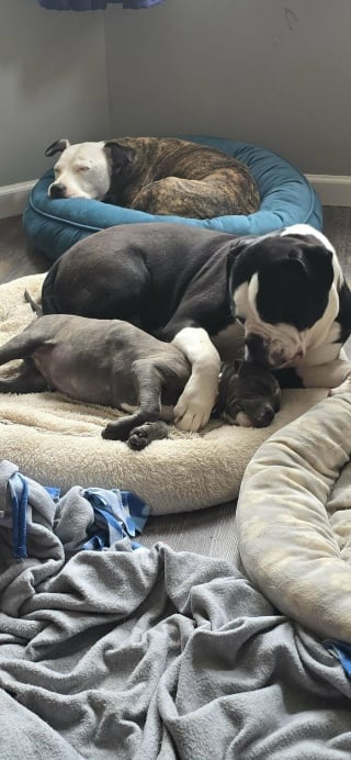 Illustration de l'article : 20 photos de chats et de chiens venant tout juste de connaître le bonheur d’avoir un foyer