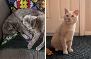 Illustration de l'article : 20 photos de chats et de chiens venant tout juste de connaître le bonheur d’avoir un foyer