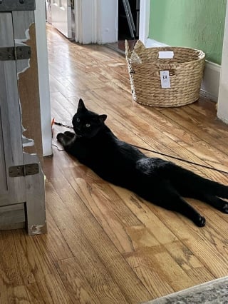 Illustration de l'article : 20 photos de chats et de chiens venant tout juste de connaître le bonheur d’avoir un foyer