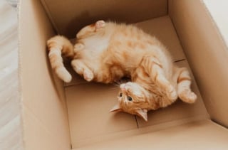Illustration de l'article : 8 explications permettant de comprendre l’amour des chats pour les boîtes en carton