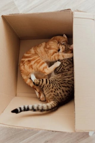 Illustration de l'article : 8 explications permettant de comprendre l’amour des chats pour les boîtes en carton