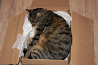 Illustration de l'article : 8 explications permettant de comprendre l’amour des chats pour les boîtes en carton