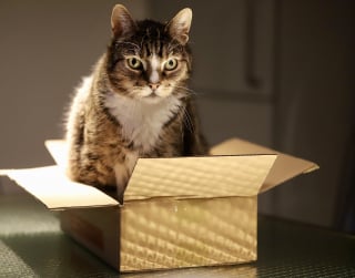 Illustration de l'article : 8 explications permettant de comprendre l’amour des chats pour les boîtes en carton
