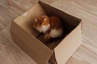 Illustration de l'article : 8 explications permettant de comprendre l’amour des chats pour les boîtes en carton