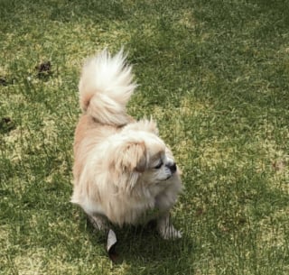 Illustration de l'article : Des nouvelles réjouissantes de Gracie, l’adorable Spitz Allemand opérée d’une blessure grave à l’œil suite à une violente bagarre 
