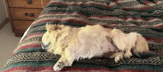 Illustration de l'article : Des nouvelles réjouissantes de Gracie, l’adorable Spitz Allemand opérée d’une blessure grave à l’œil suite à une violente bagarre 
