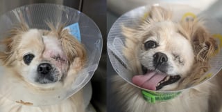 Illustration de l'article : Des nouvelles réjouissantes de Gracie, l’adorable Spitz Allemand opérée d’une blessure grave à l’œil suite à une violente bagarre 