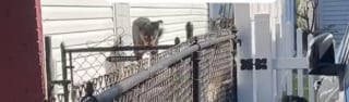 Illustration de l'article : Cet homme sait qu’il a déménagé au bon endroit lorsqu’il rencontre le chien de son voisin qui est quasiment le sosie du sien (vidéo)