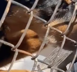 Illustration de l'article : Cet homme sait qu’il a déménagé au bon endroit lorsqu’il rencontre le chien de son voisin qui est quasiment le sosie du sien (vidéo)