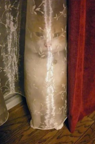 Illustration de l'article : 14 photos hilarantes qui prouvent que les félins sont capables des choses les plus étranges