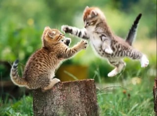 Illustration de l'article : 14 photos hilarantes qui prouvent que les félins sont capables des choses les plus étranges