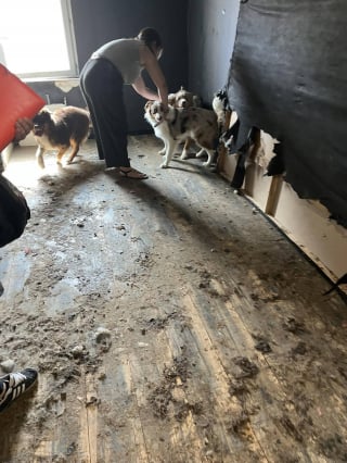 Illustration de l'article : 15 chiens et 5 chats détenus par un couple dans une maison totalement insalubre ont été sauvés par une association