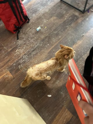 Illustration de l'article : 15 chiens et 5 chats détenus par un couple dans une maison totalement insalubre ont été sauvés par une association
