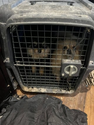 Illustration de l'article : 15 chiens et 5 chats détenus par un couple dans une maison totalement insalubre ont été sauvés par une association