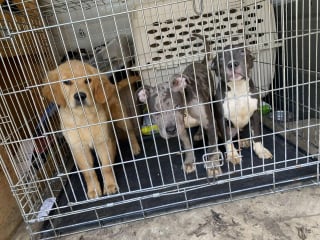 Illustration de l'article : 15 chiens et 5 chats détenus par un couple dans une maison totalement insalubre ont été sauvés par une association