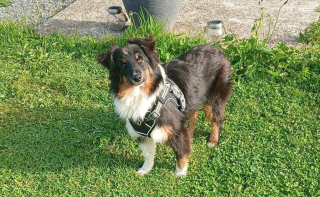 Illustration de l'article : Effrayé par une chienne pourtant douce, un chiot disparaît deux jours avant de rentrer grâce à une astuce émouvante