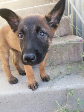 Illustration de l'article : Ce chiot dont le nom a été choisi par le public est promis à une carrière héroïque chez les pompiers