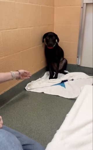 Illustration de l'article : Une famille fait 3 heures de route pour changer la vie de la chienne la plus effrayée d’un refuge (vidéo)