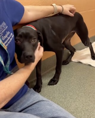Illustration de l'article : Une famille fait 3 heures de route pour changer la vie de la chienne la plus effrayée d’un refuge (vidéo)