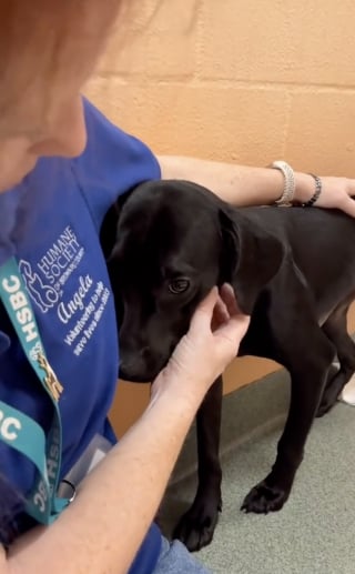Illustration de l'article : Une famille fait 3 heures de route pour changer la vie de la chienne la plus effrayée d’un refuge (vidéo)