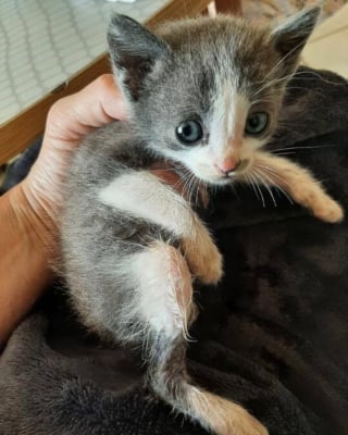 Illustration de l'article : Coincé sous la route dans un conduit pluvial, un chaton miaule de détresse jusqu’à ce que deux agents de l’eau le sauvent in extremis