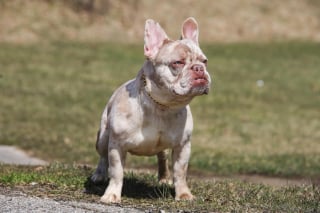 Illustration de l'article : Un passant recueille un Bouledogue Français perdu, au refuge on découvre qu’il manquait à sa famille depuis 2 ans