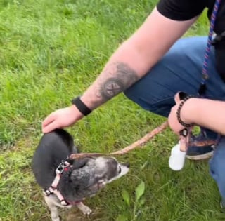 Illustration de l'article : Ce refuge pour chiens séniors montre l'émouvant contraste entre leur nervosité à l'arrivée et le bonheur qu'ils manifestent en réalisant qu'ils sont chez eux (vidéo)