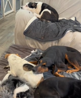Illustration de l'article : Ce refuge pour chiens séniors montre l'émouvant contraste entre leur nervosité à l'arrivée et le bonheur qu'ils manifestent en réalisant qu'ils sont chez eux (vidéo)