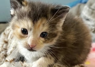 Illustration de l'article : Après avoir entendu des bruits suspects près de sa tondeuse à gazon, une femme découvre 8 chatons affamés se débrouillant tant bien que mal sans leur maman